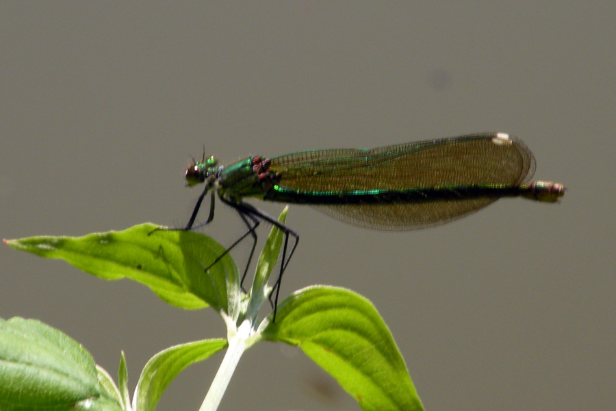 Calopteryx virgo